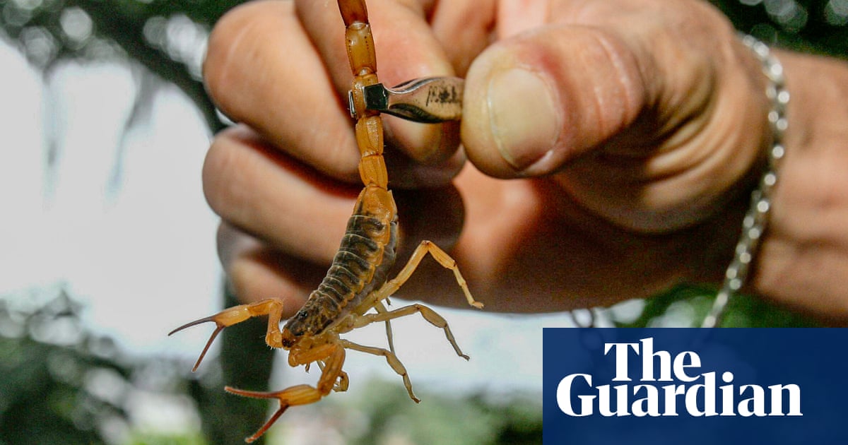 Scorpion “take over” Brazilian cities, reportedly stinging hillsides rose 155% | Global Development