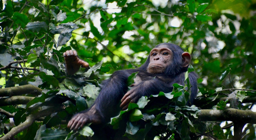 Semelhanças com humanos. Os chimpanzés cuidam de higiene íntima e tratam feridas com folhas