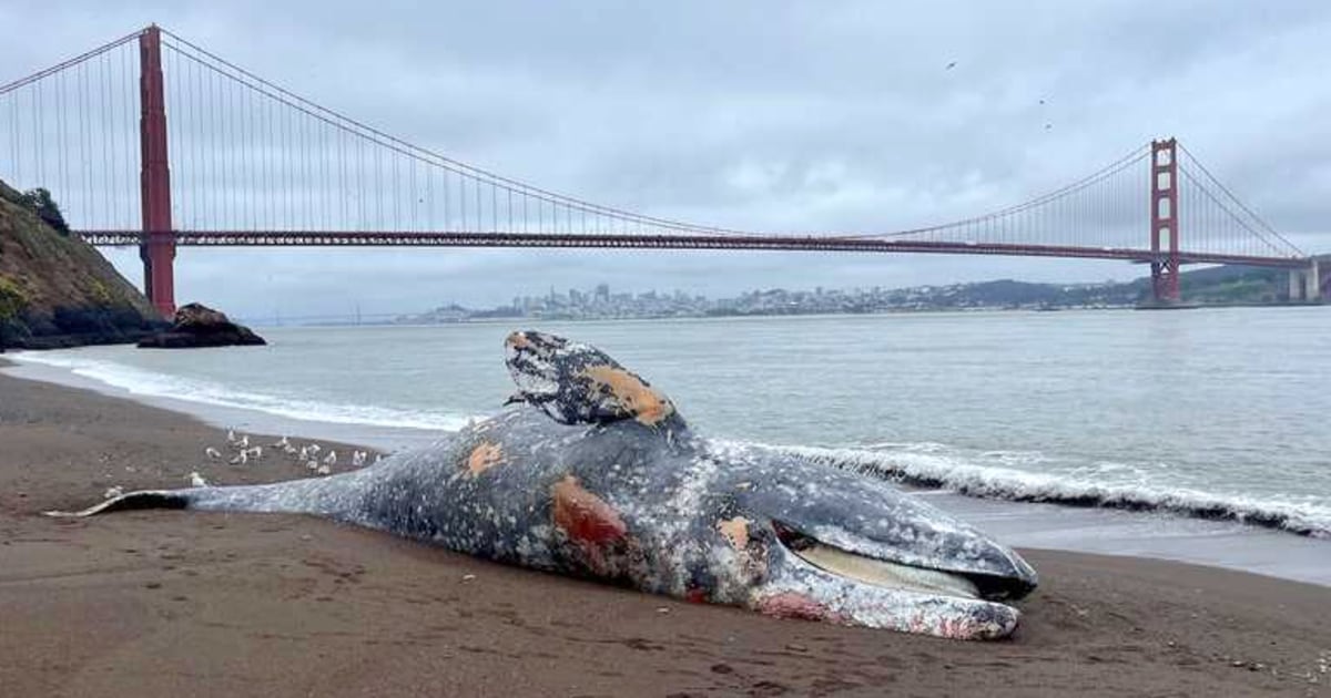 Six dead gray whales were found in the San Francisco Bay area last week