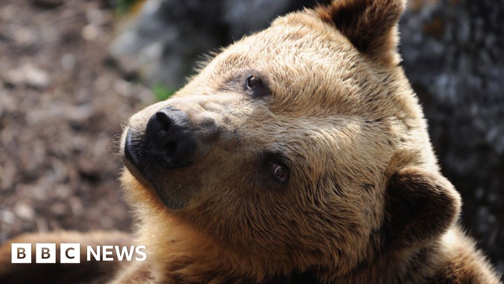 Slovakia approves selling brown bear meat to the public