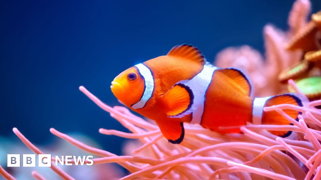 Smaller clownfish sound alarm on sea fire