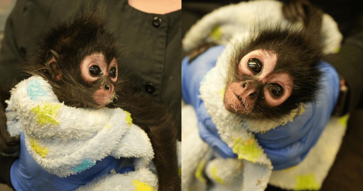 Spider monkey starts a new life after rescue in California drug bust