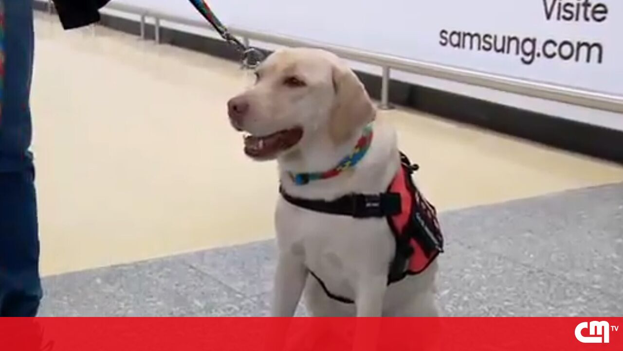 Teddy Therapy Support Dog chegou em Portugal – Vídeo