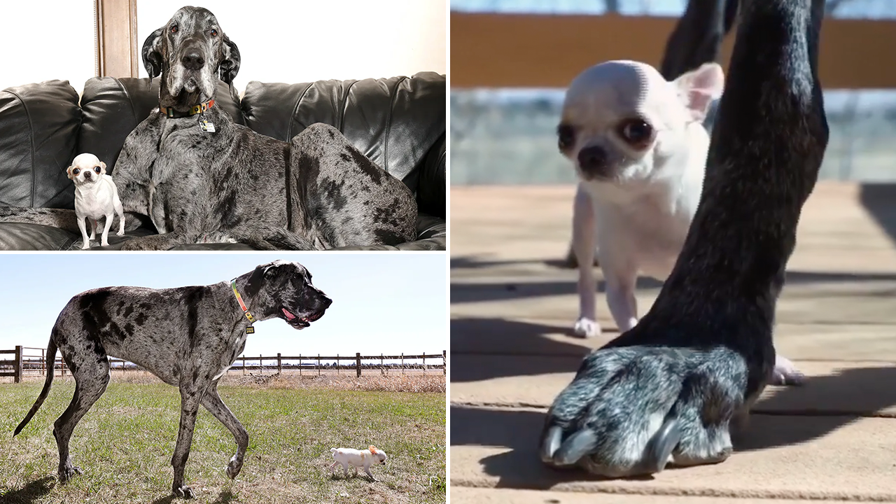 The cute encounter of the world's tallest and shortest dog caught on camera