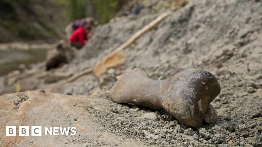 The mystery of Pachyrhinosaurus Mass Grave in Canada