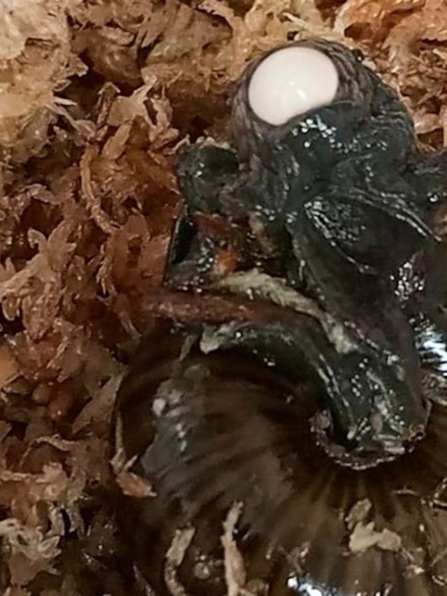 The rare New Zealand snail was the first time