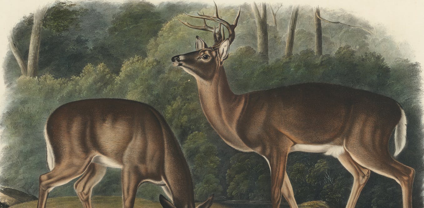 The rise and fall of the white-tailed deer – Rise again