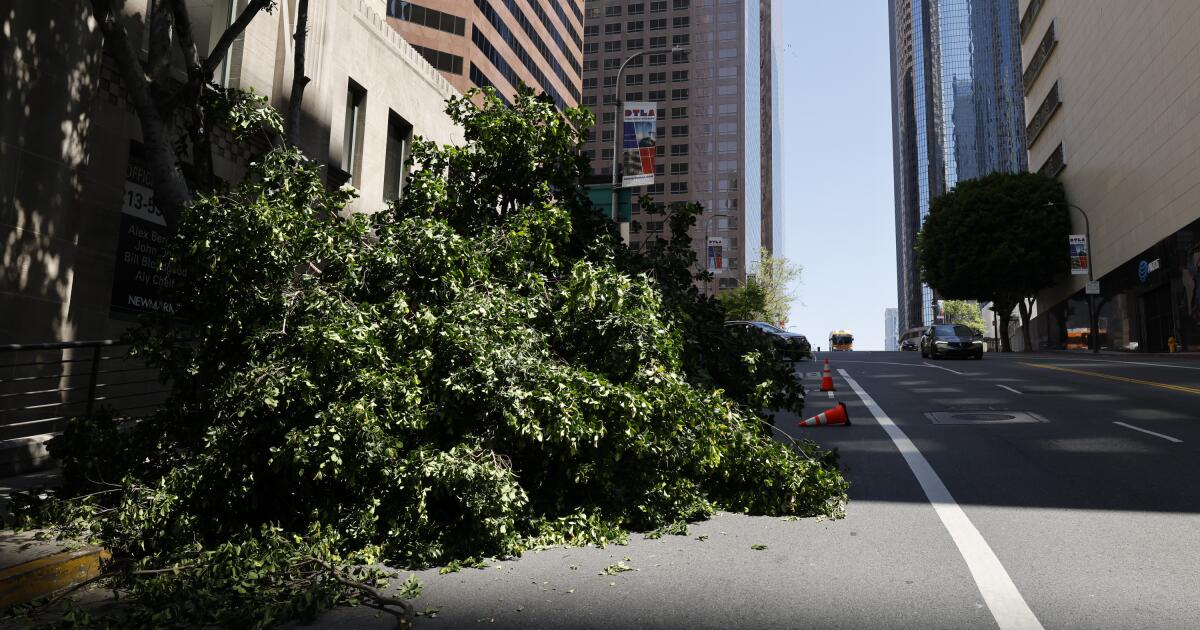 The wizard-waving destroyers cut down 13 trees in downtown Los Angeles. How LAPD tracks suspects