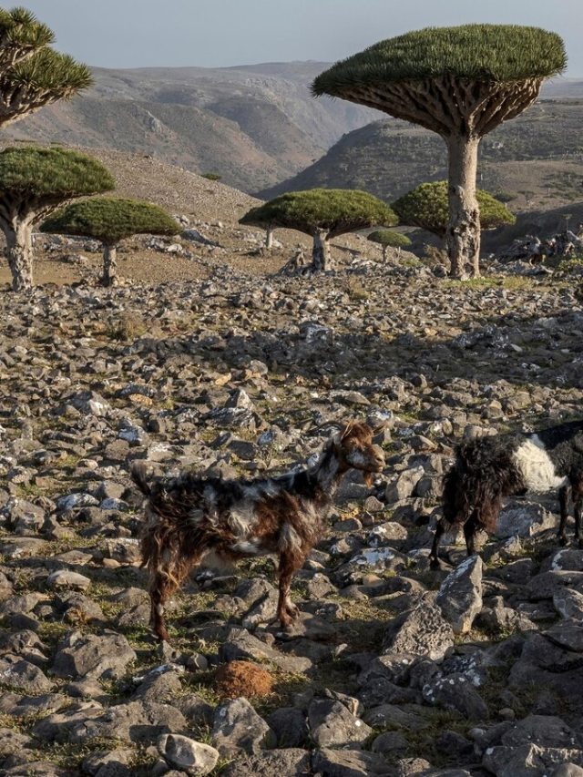 These trees exist in only one place. Climate change and goats threaten their survival