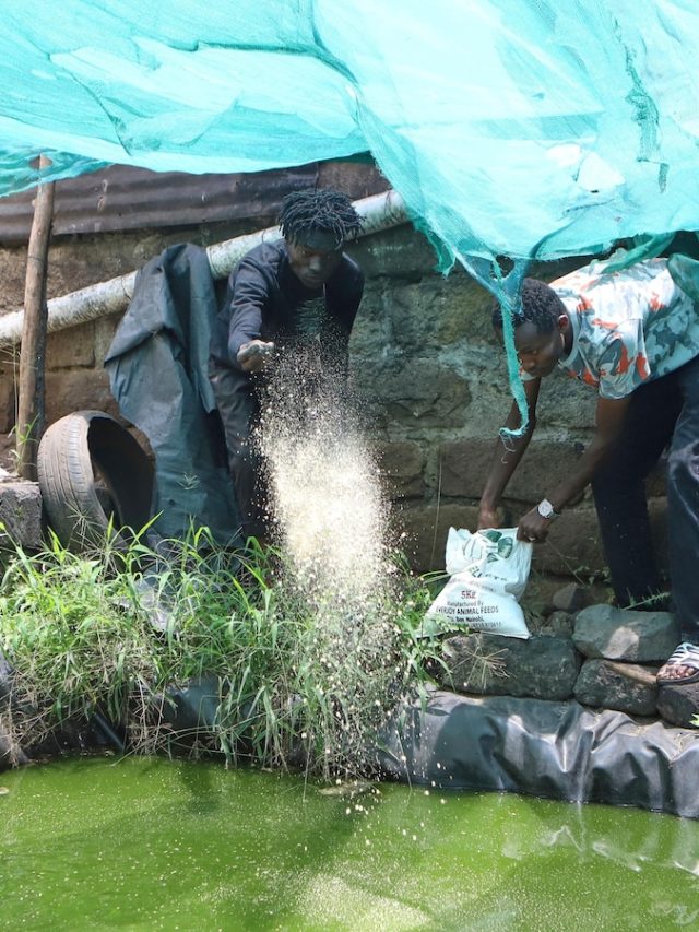 They used to live a “gangster life”. Now they solve food insecurity in Kenya slums