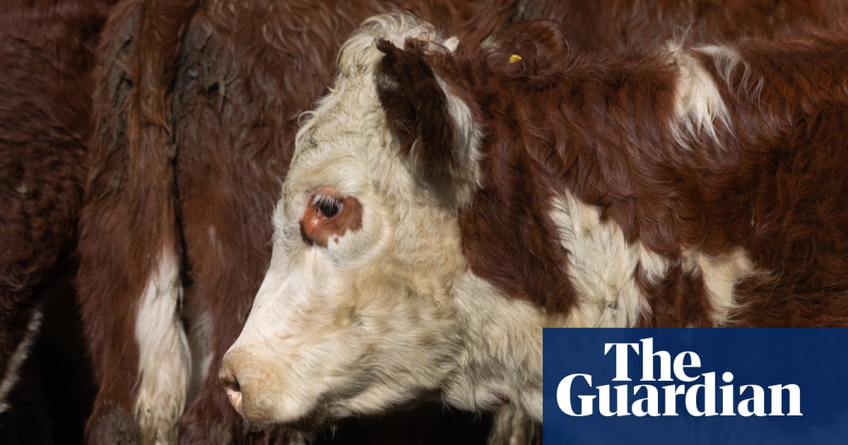 Thousands of livestock killed urgently after transport to Australian export slaughterhouse | Australian News
