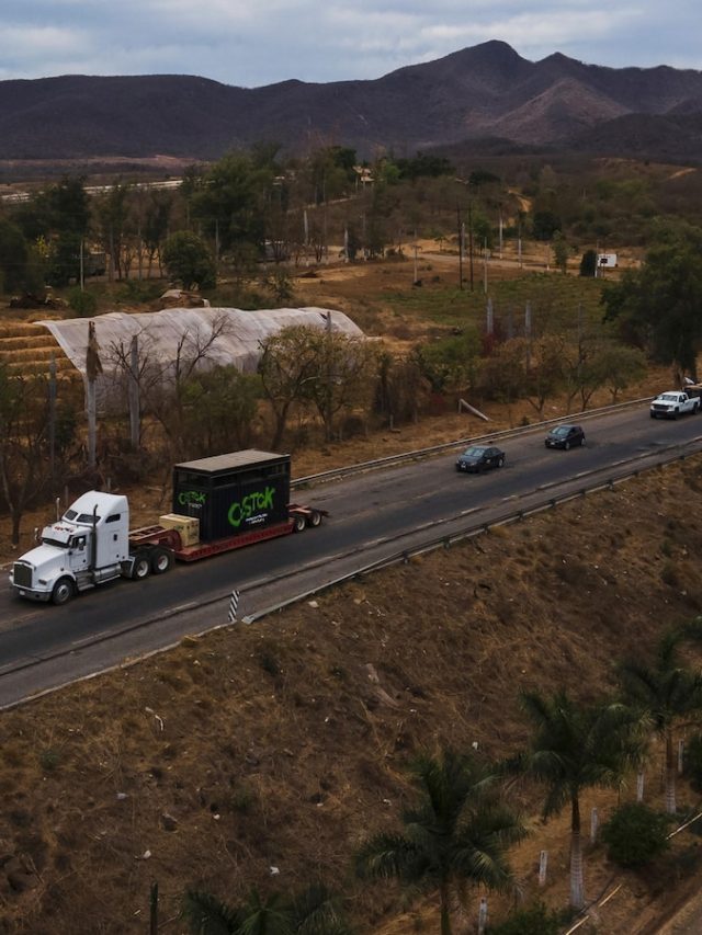 Tiger, Jaguar and Elephant are the latest in Mexico's Sinaloa fleeing cartel violence