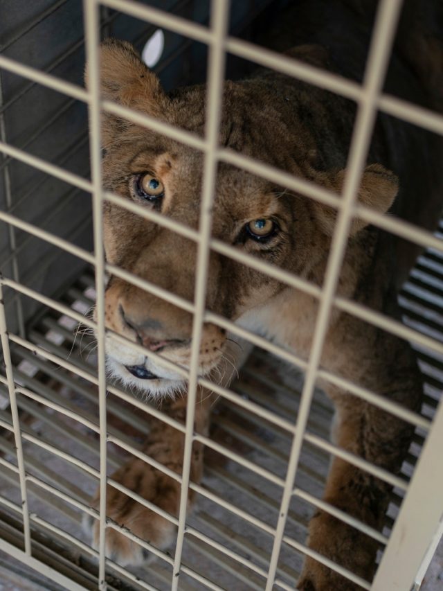 Tiger, Jaguar and Elephant escapes cartel violence in Sinaloa, Mexico | in picture news