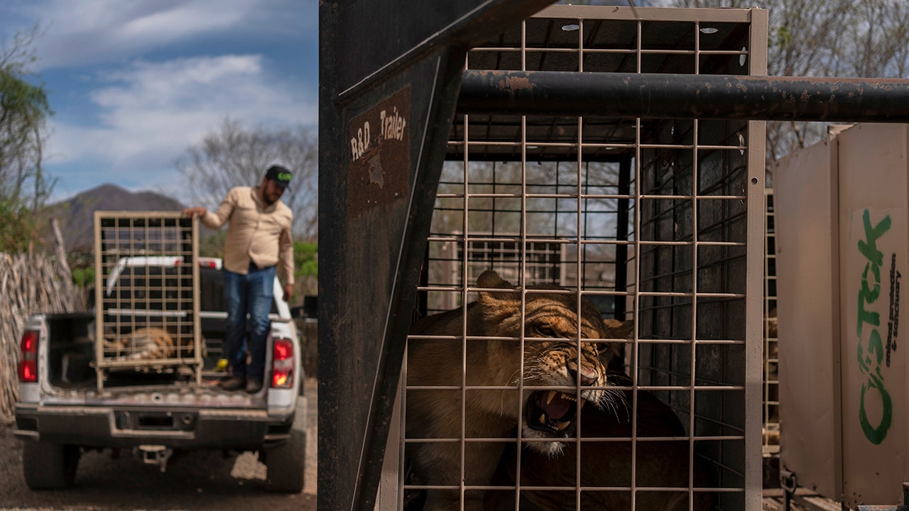 Tiger, elephant among hundreds of animals escapes cartel violence in Mexico