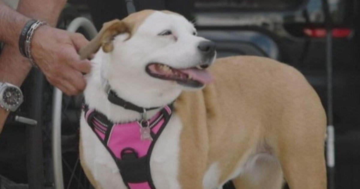 Tiki Dog Helps Illinois man Chris Smith Surviving on Head
