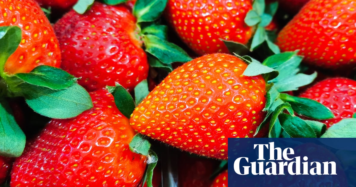 “Too big to fit your mouth”: Sunny spring scatters with 'gigantic' British strawberries | Food and beverage industry
