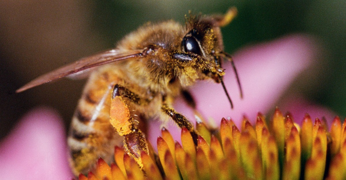 Trump administration is luring Honeybee to disaster