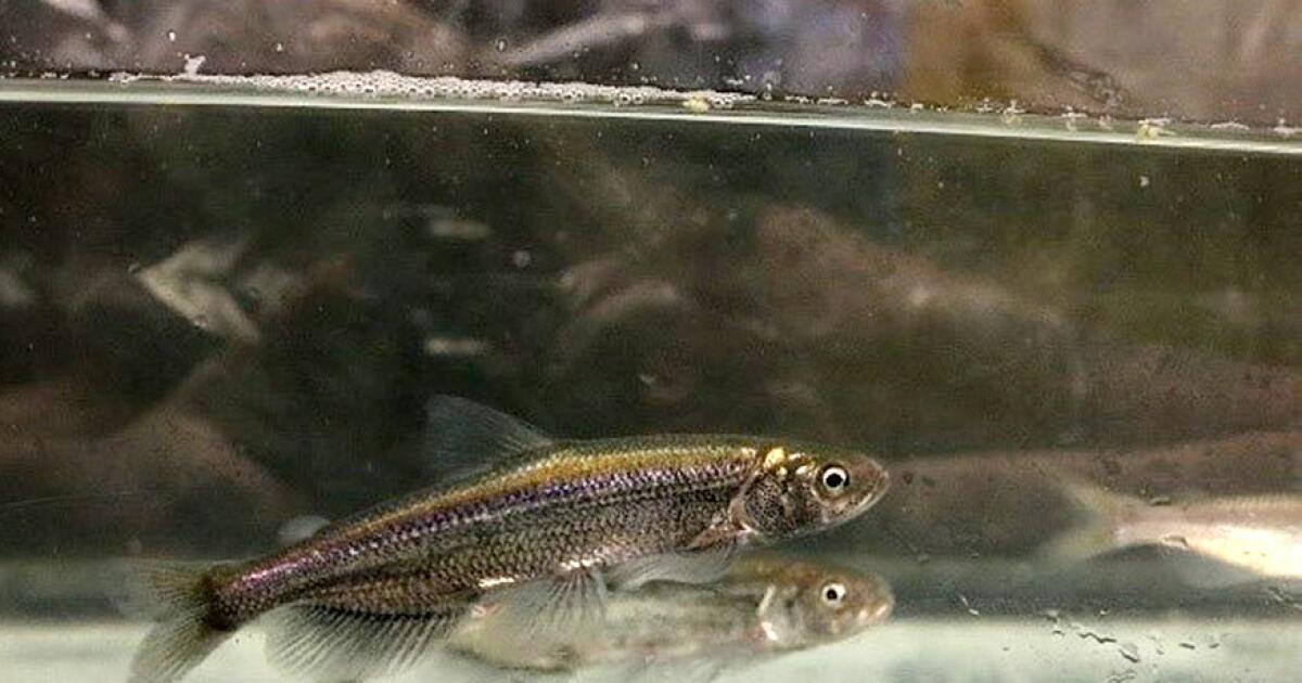 U.S. House of Representatives Vote to Take California Fish from Endangered Species List