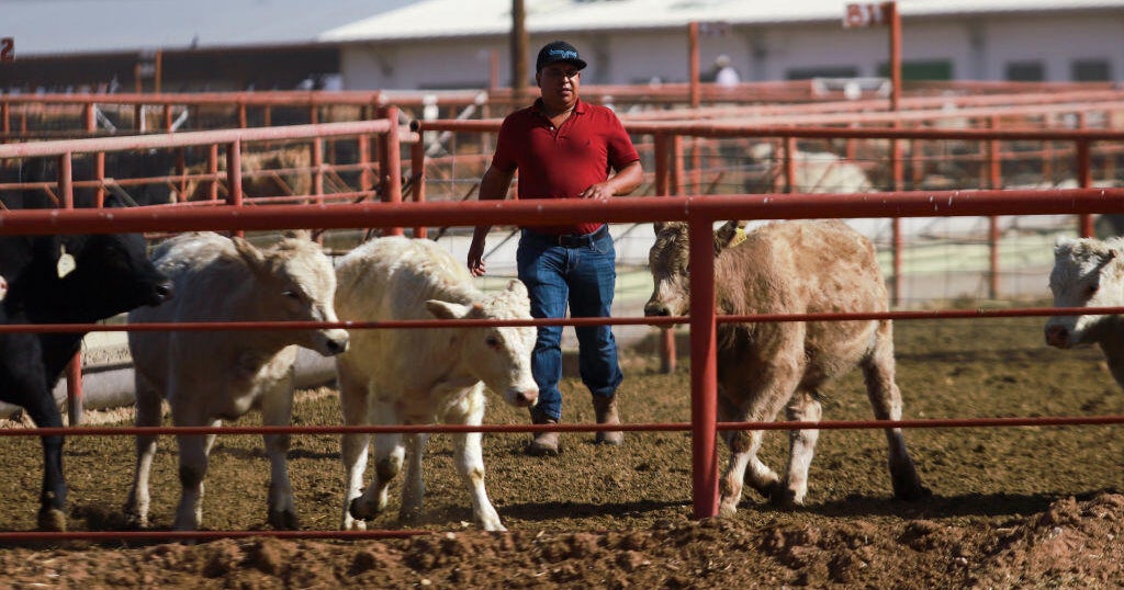 U.S. suspends import of live cattle from Mexico through screw pest pests