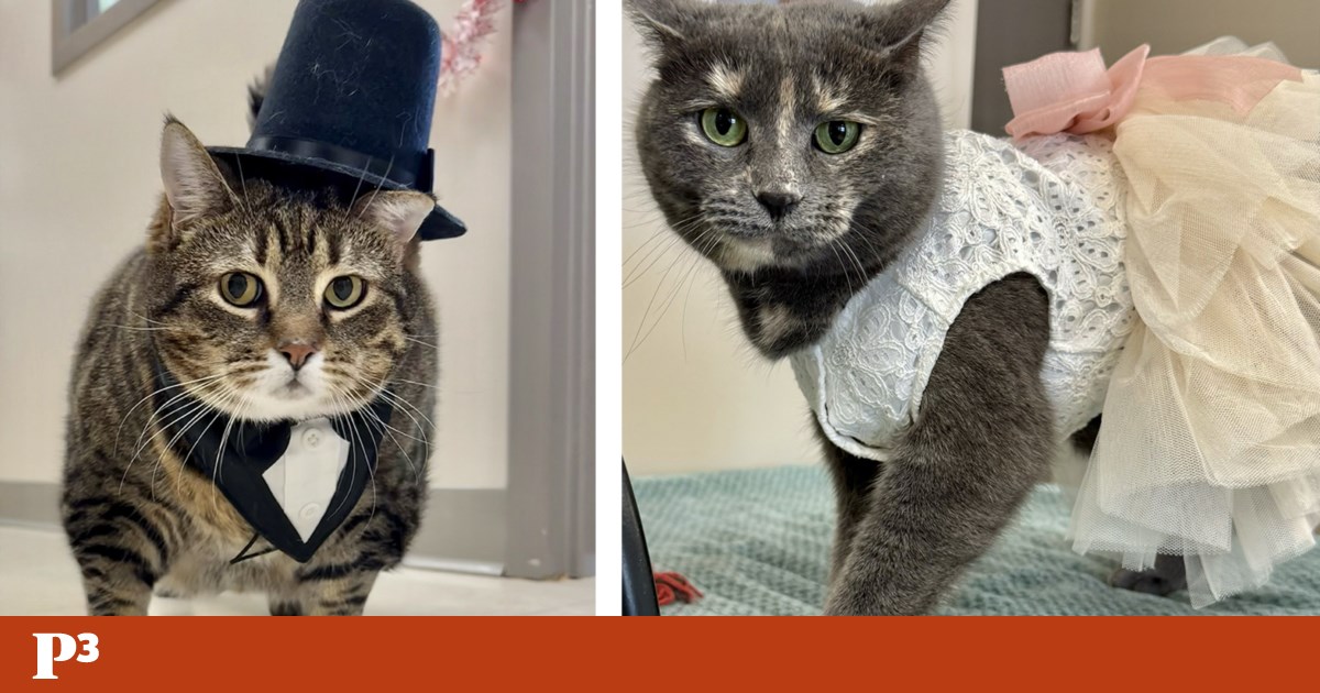 Um par de gatos inseparáveis ​​finalmente adotou o animal de estimação depois de formar um “casamento” |