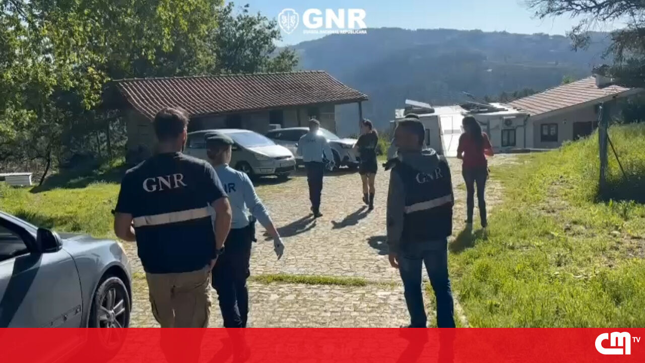Vários réus na operação de GNR exportando cães para o exterior – vídeo