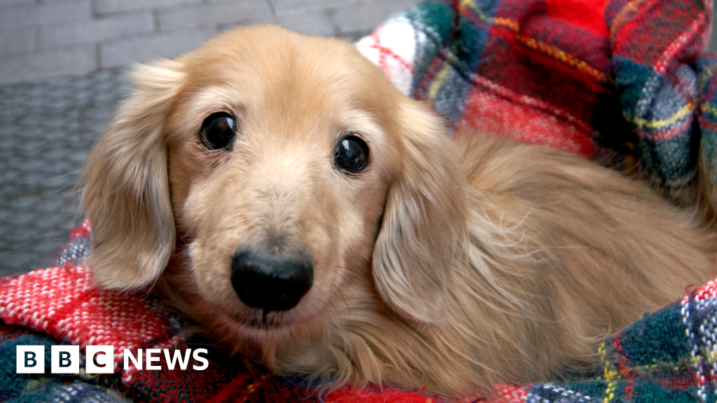 Veterinarians may face prescription and cremation costs