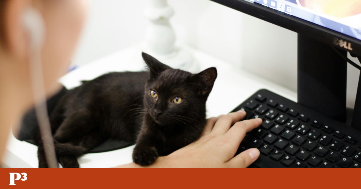 Viciado em chatgpt? Como restaurar o controle do cérebro | Inteligência artificial