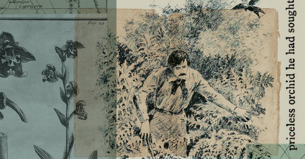 Victorian orchid hunters are not thrill seekers