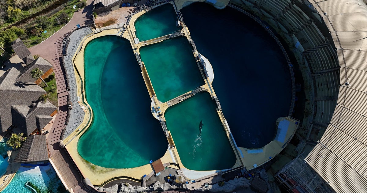 Video shows orcas circling in algae-infected swimming pools attracting attention worldwide