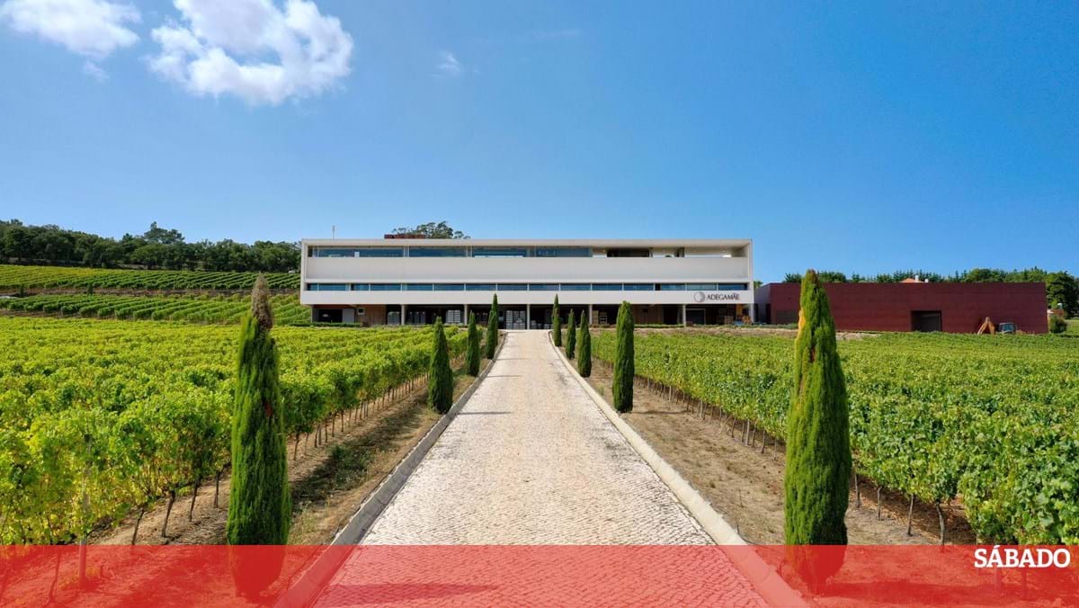 Vinho para o fim de semana: Adegaãe e o excelente Arinto-Wine