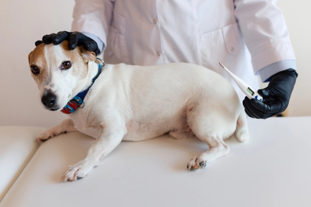 Você sabe que os cães também têm febre? Aprenda a detectá -lo em um tapete