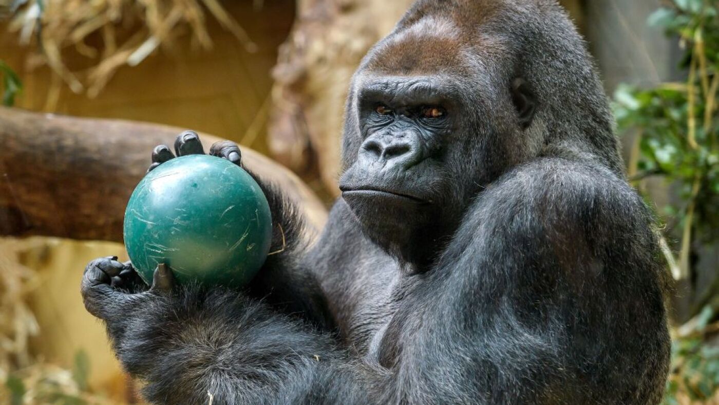 Who will win the Viral Gorilla debate with 100 people? : NPR