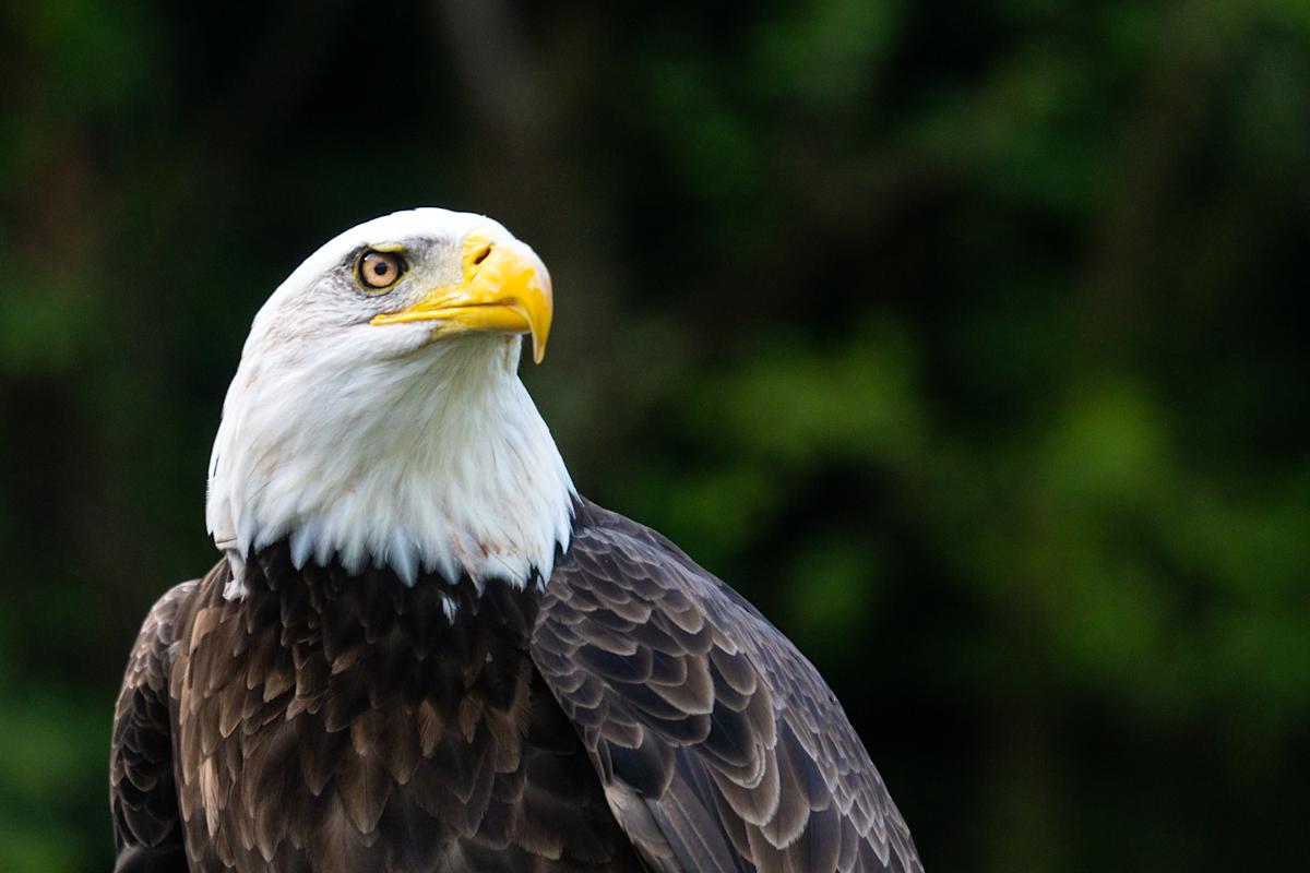 Why you can’t keep the US economy and stock market down for very long