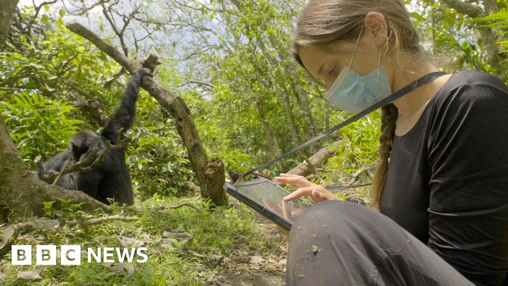 Wild chimpanzee shot using forest “first aid”