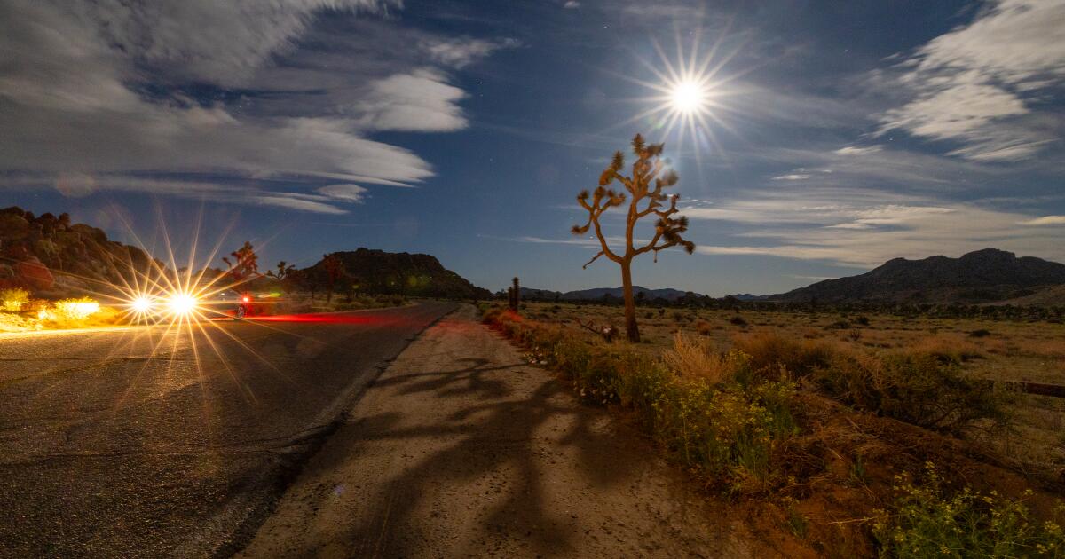 Wildfires burn Joshua trees in regional parks, crucial for species survival