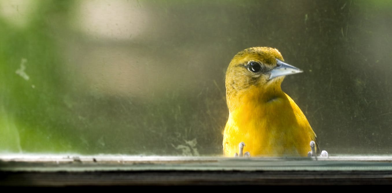 Window is the number one threat to birds from humans – Ecologists share some simple steps to reduce collisions