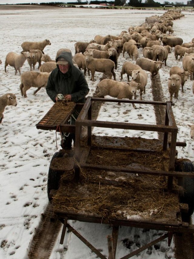 Yes, there are more sheep in New Zealand than in people. But humans are catching up