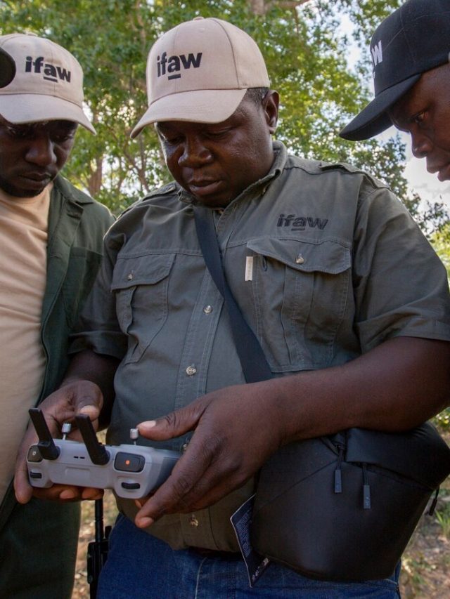 Zimbabwe is full of elephants and conflicts with villagers are growing. A new approach hope helps