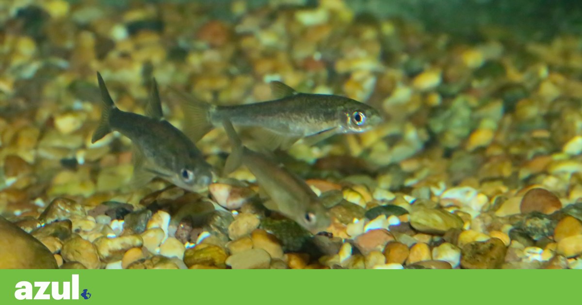 Análise genética para detectar vestígios da população de Saramugo de Portugal | Biodiversidade
