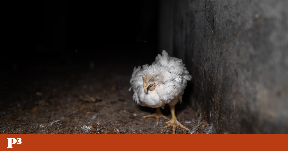 As ONGs enfrentam ação judicial depois de condenar o abuso de pingo doce | Direitos dos animais
