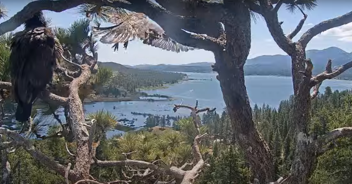Big Bear Eagle Flying from California's Lair