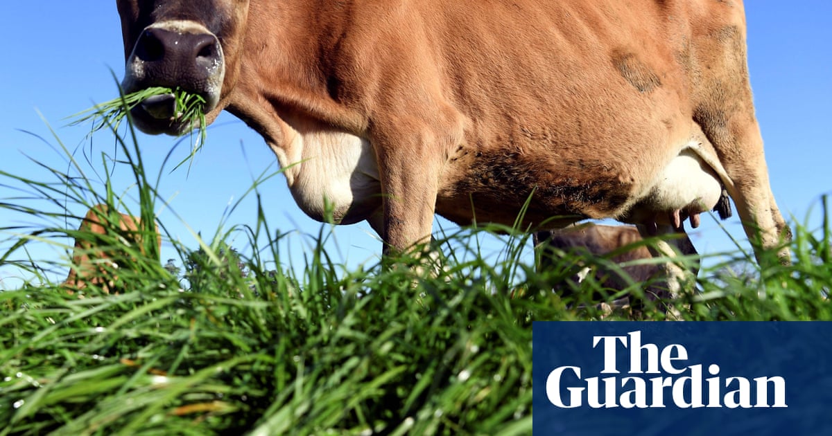 Butter Crazy: New Zealanders swell as dairy prices soar | New Zealand