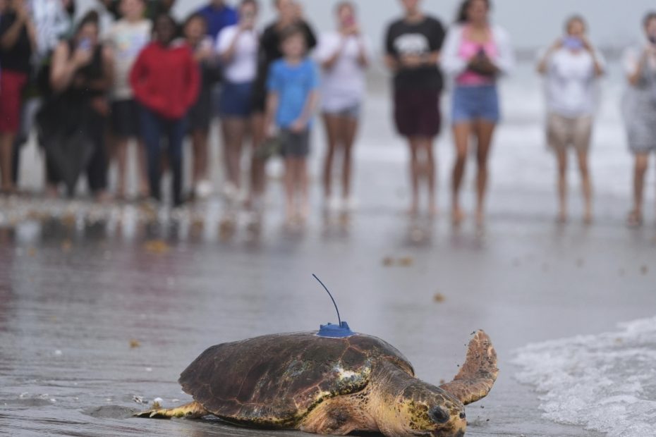 Dilly Dally, Turtle