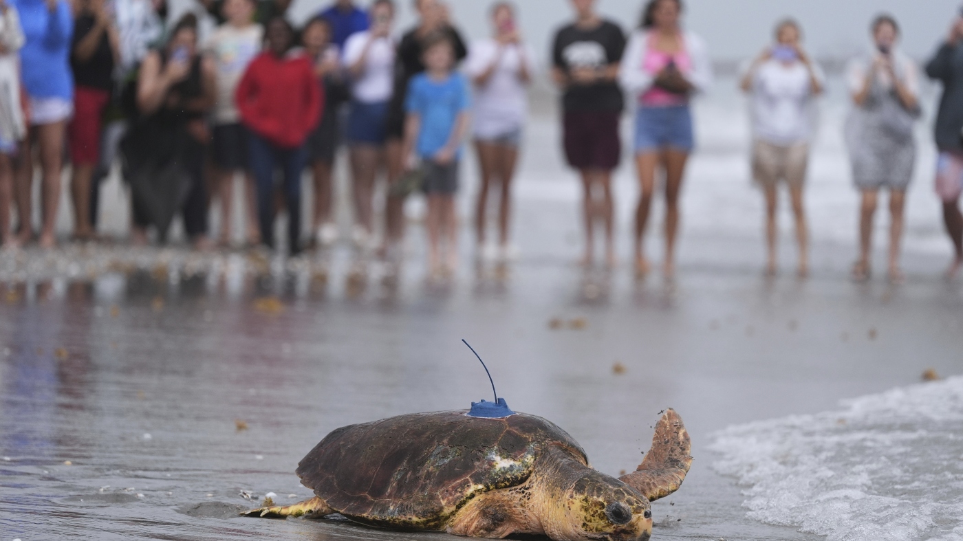 Dilly Dally, Turtle