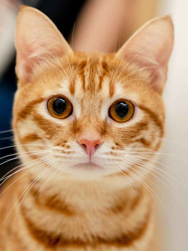 É comida e roupas quentes antes que o gatinho seja domesticado