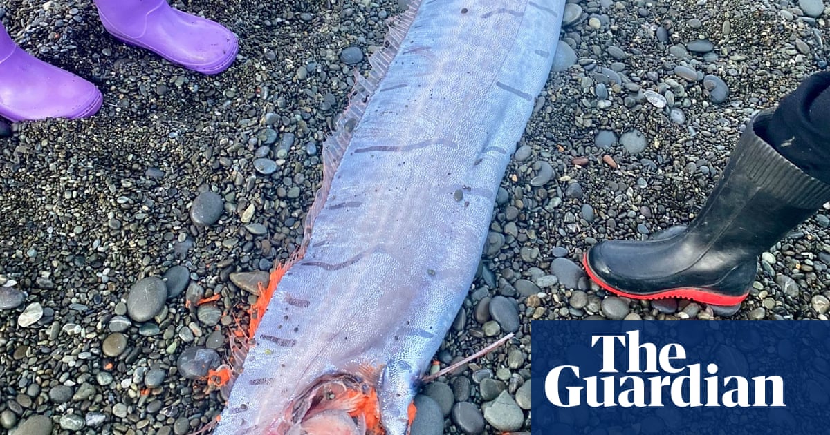 Experts say three huge “apocalypse fish” were washed in a week, but the signs of disaster were another wet explosion. Australian News