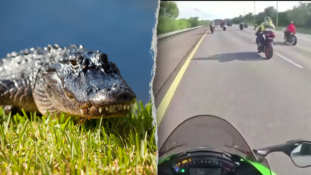 Florida motorcycle rider hospitalized after hitting a six-foot crocodile on the highway