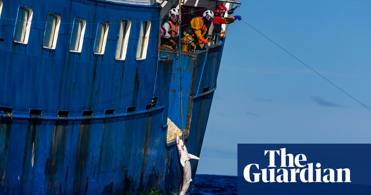 Greenpeace cuts the long line of 20km of ships, endangered sharks are killed in the Pacific region at the level of danger. shark