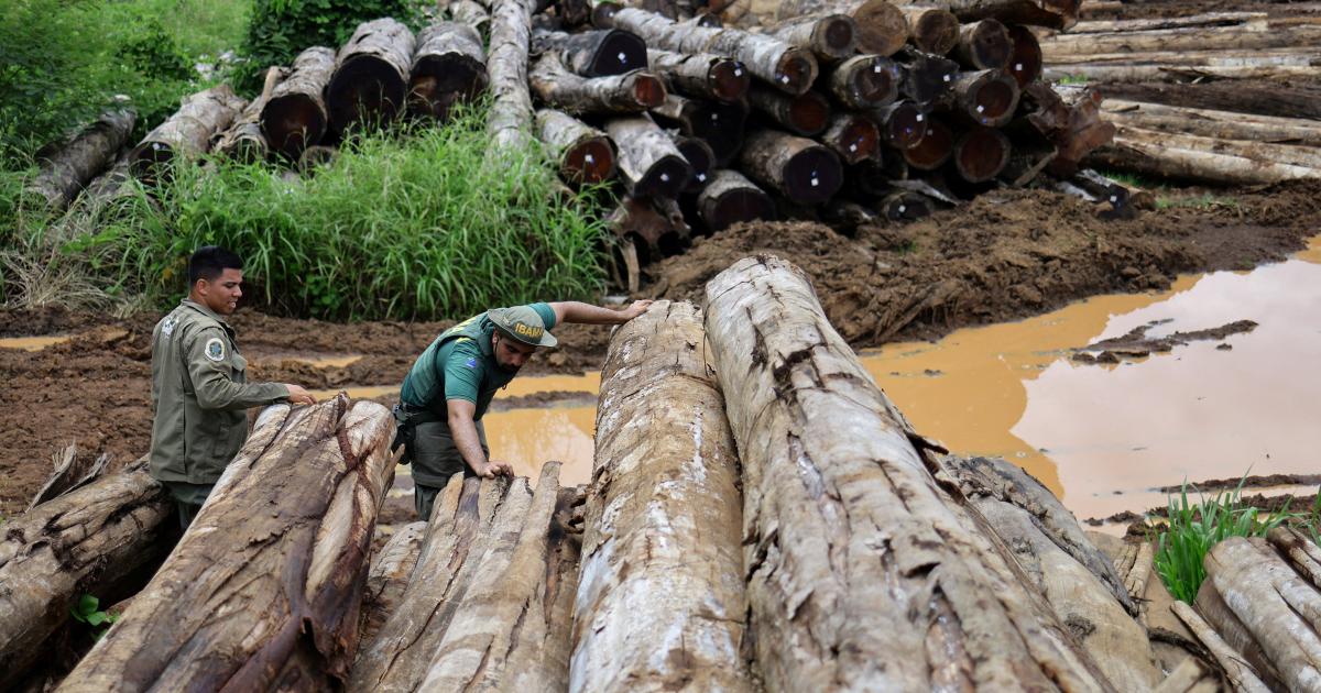 How Illegal Logging Funds Cartels, Terrorists, and Rogue Regimes