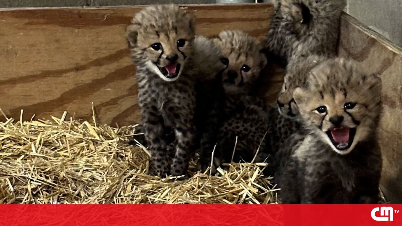 Imagens desses bebês derretem qualquer um – vídeo